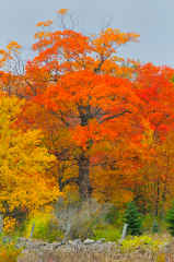 Ephraim Orange Fall Tree