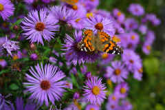 Lavender Asters with Painted Lady Butterfly