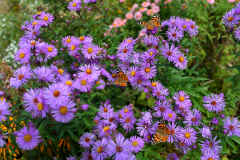 Lavender Asters with Three Painted Lady Butterflies