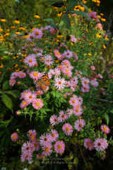 Peach Asters with Painted Lady Butterfly