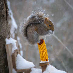 Squirrel on a Corn Cob