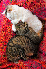 Three Cats Snuggling