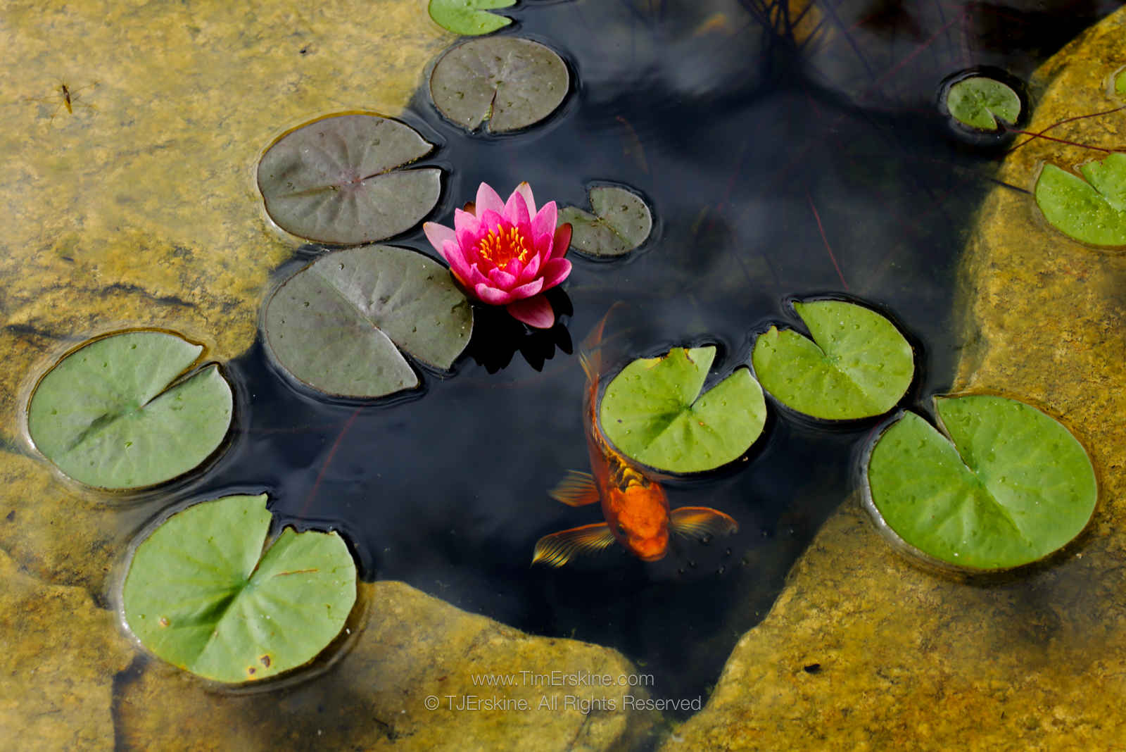 Water Lily with Secret Koy