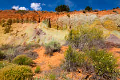 Parallel Colors of Desert Plants and Rocks