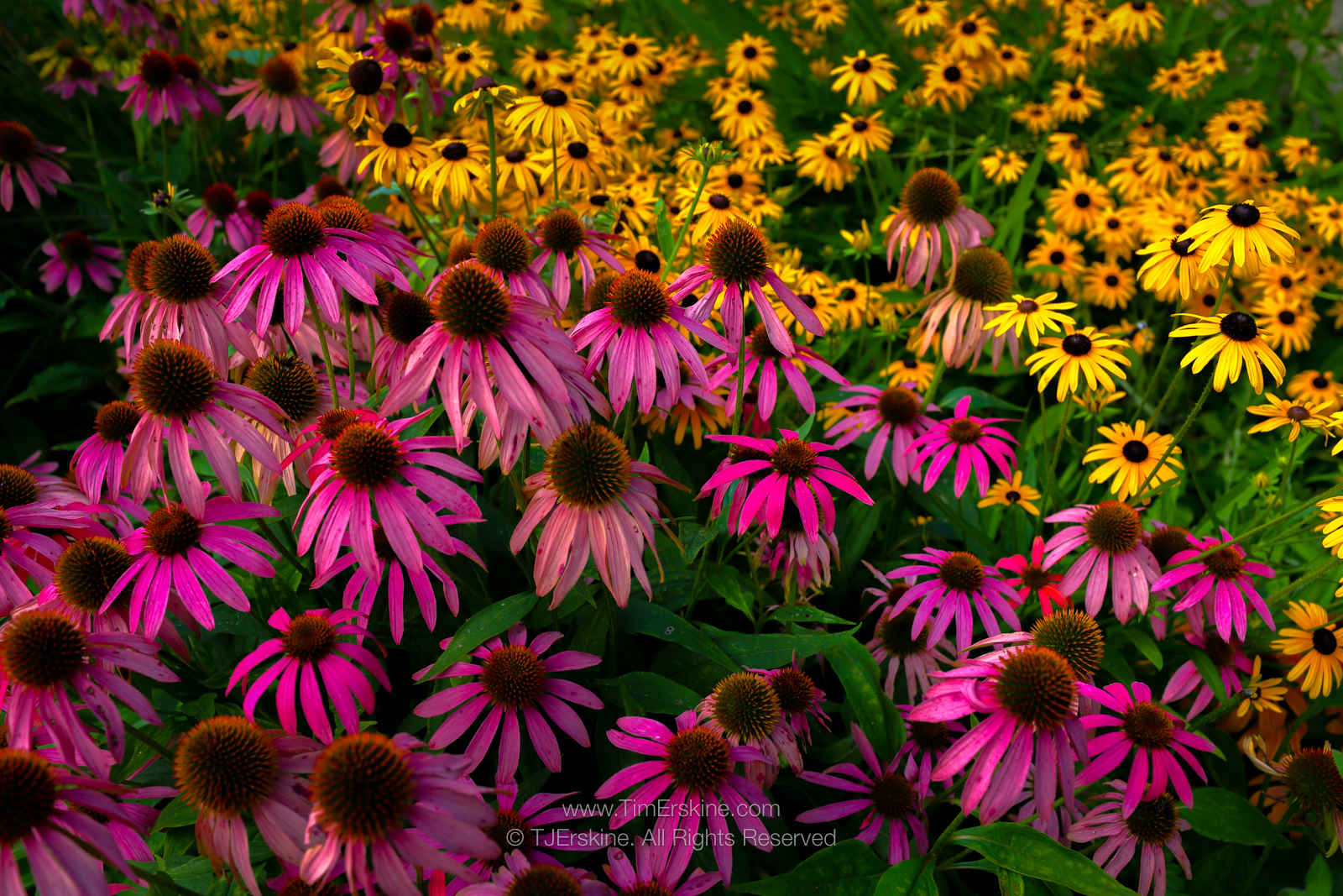 Coneflowers and Black-Eyed Susans