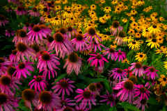 Coneflowers and Black-Eyed Susans