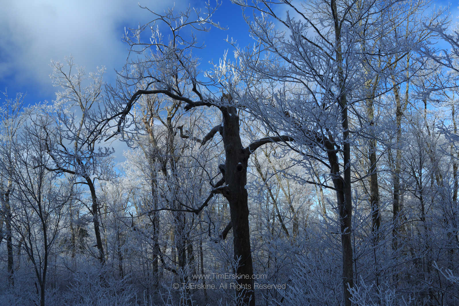 Door County Shoreline Crystal Forest