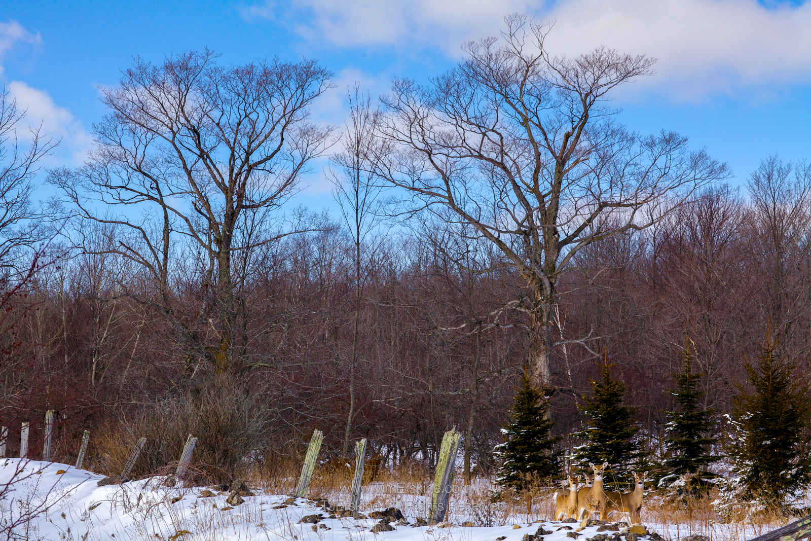 Deer with Winter Trees