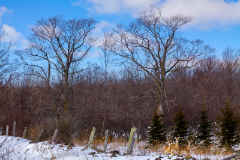 Deer with Winter Trees