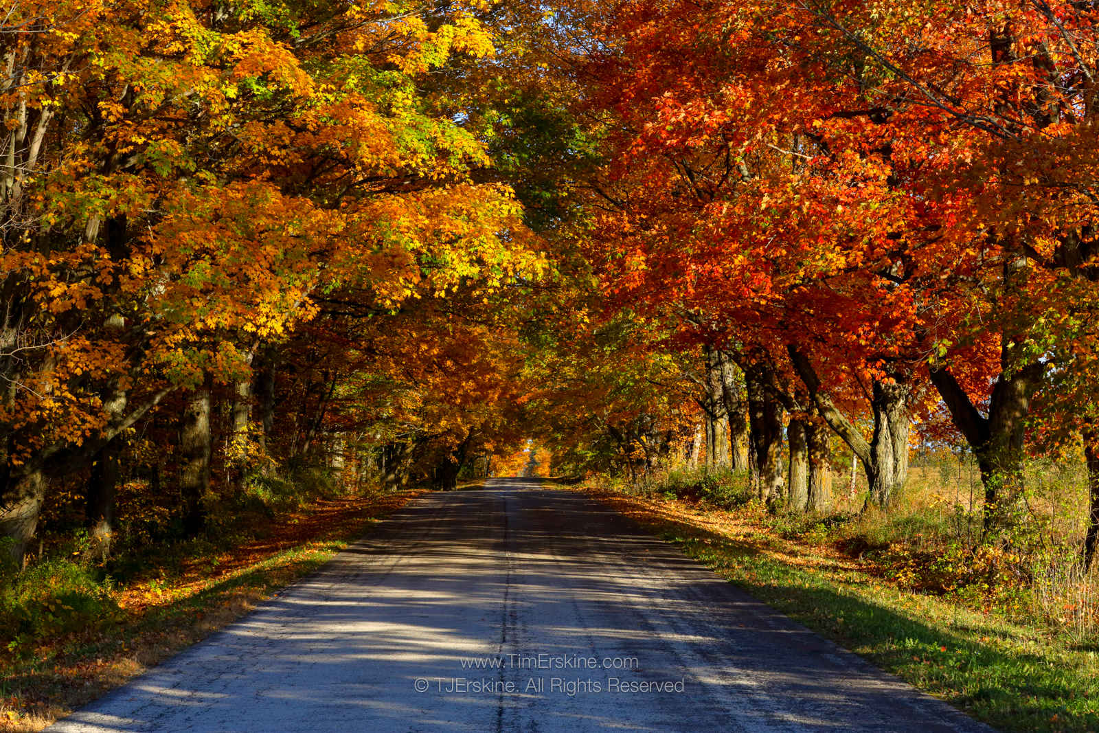 Door County Fall Canopy