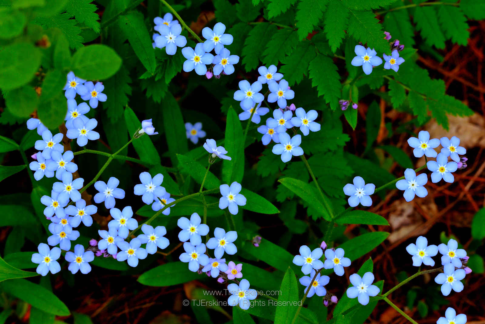 Door County Forget-me-nots