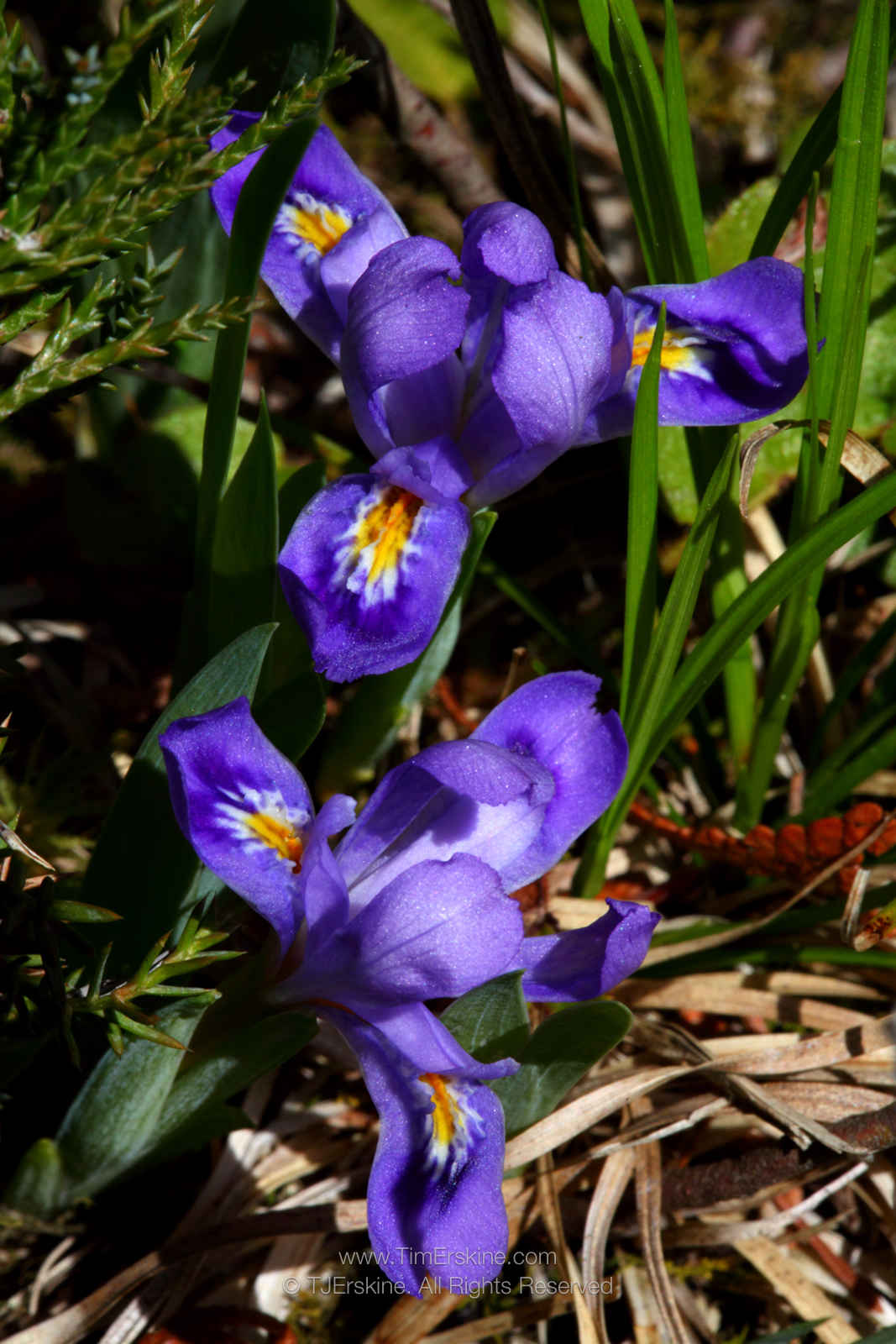 Ridges Sanctuary Dwarf Lake Iris