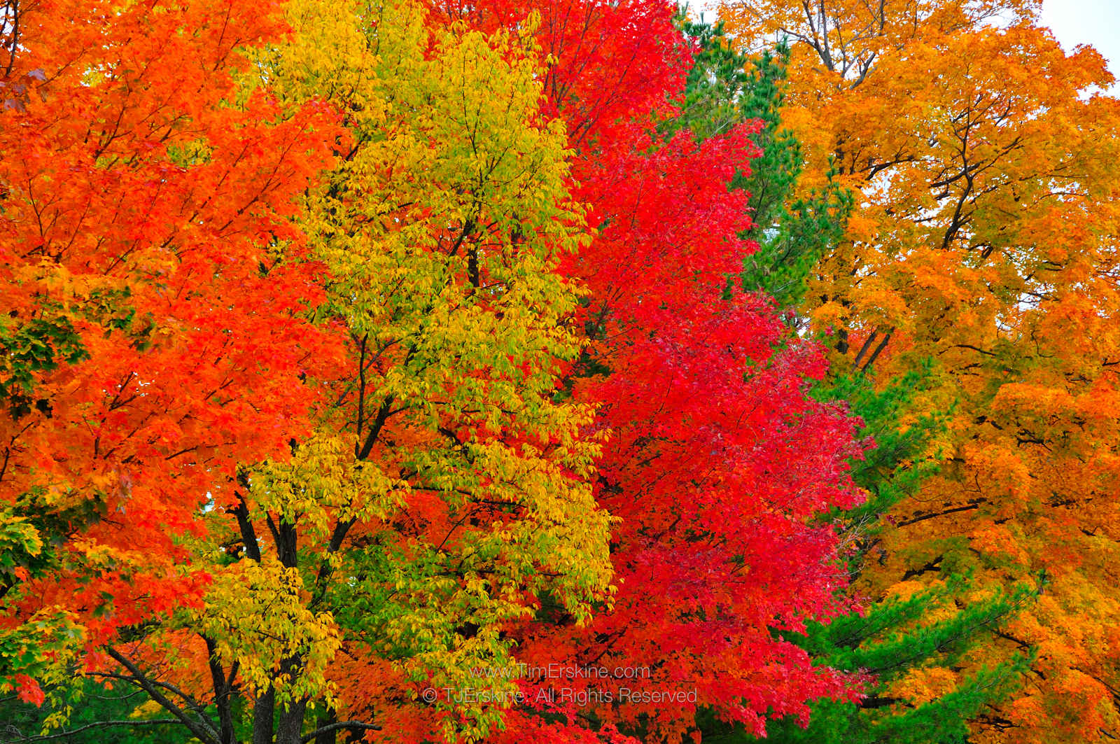 Картинки деревьев осенью. Осеннее дерево. Деревья осенью. Сень деревьев. Разноцветные деревья осенью.