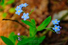 Door County Forget-me-nots Close Up