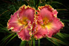 Two Red and Yellow Daylilies