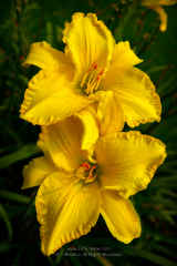 Two Yellow Daylilies