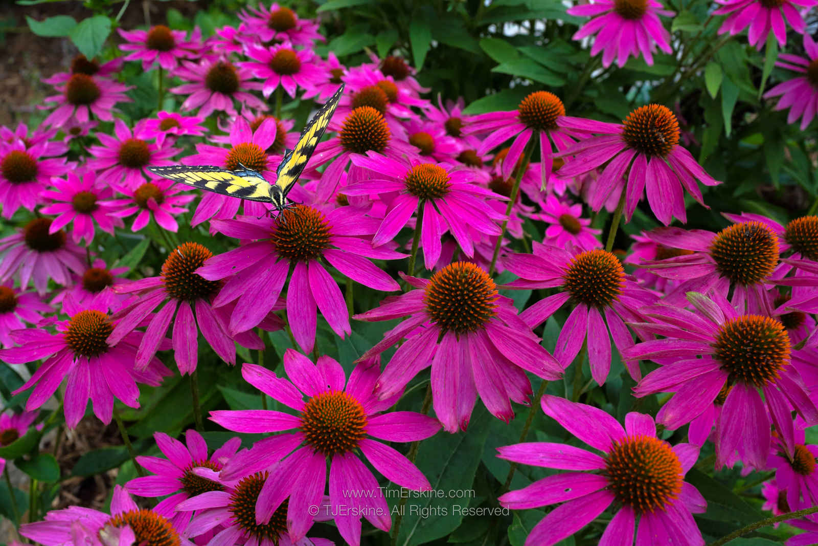 Tiger Swallowtail Butterfly on Coneflowers