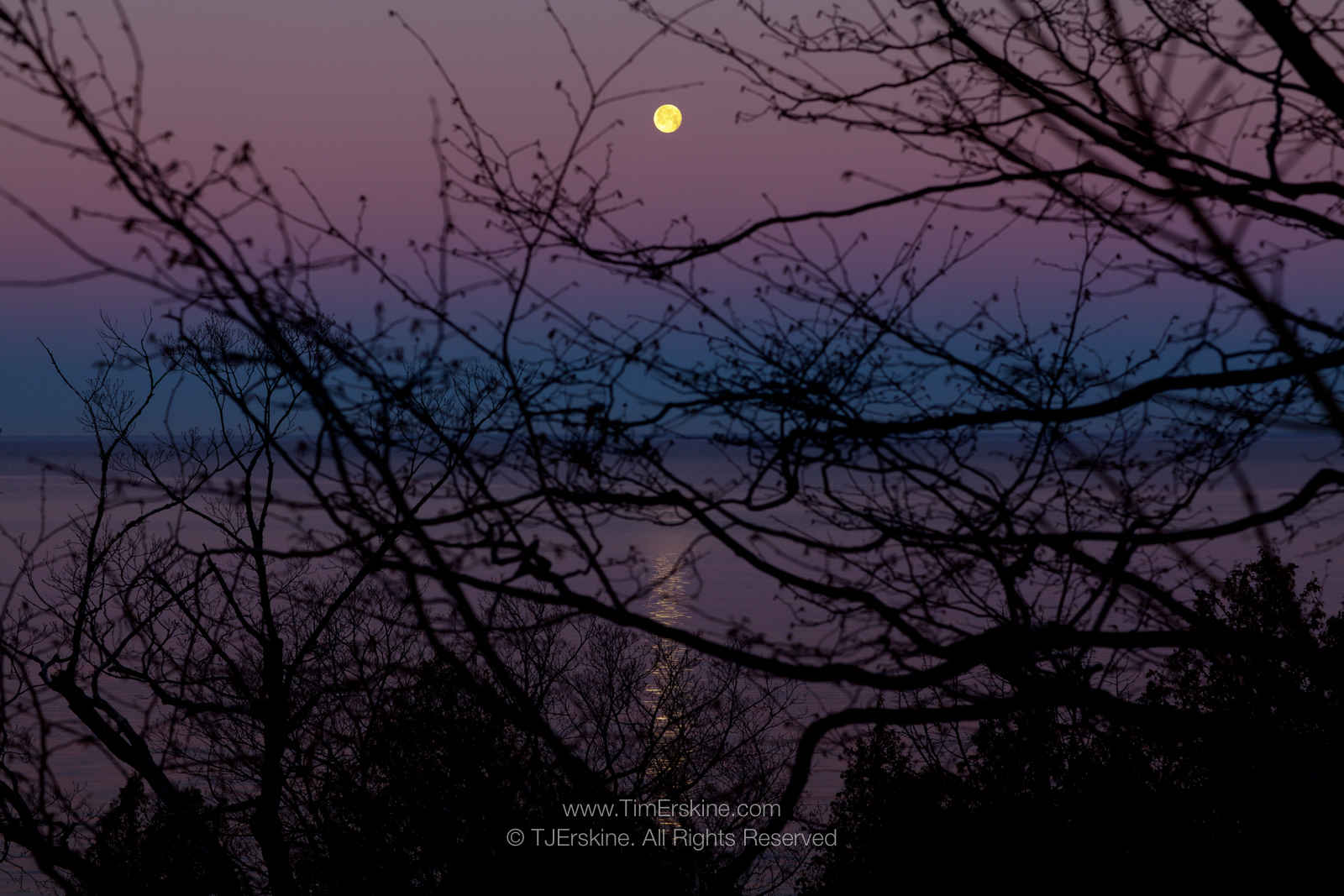 Lavender Moonset