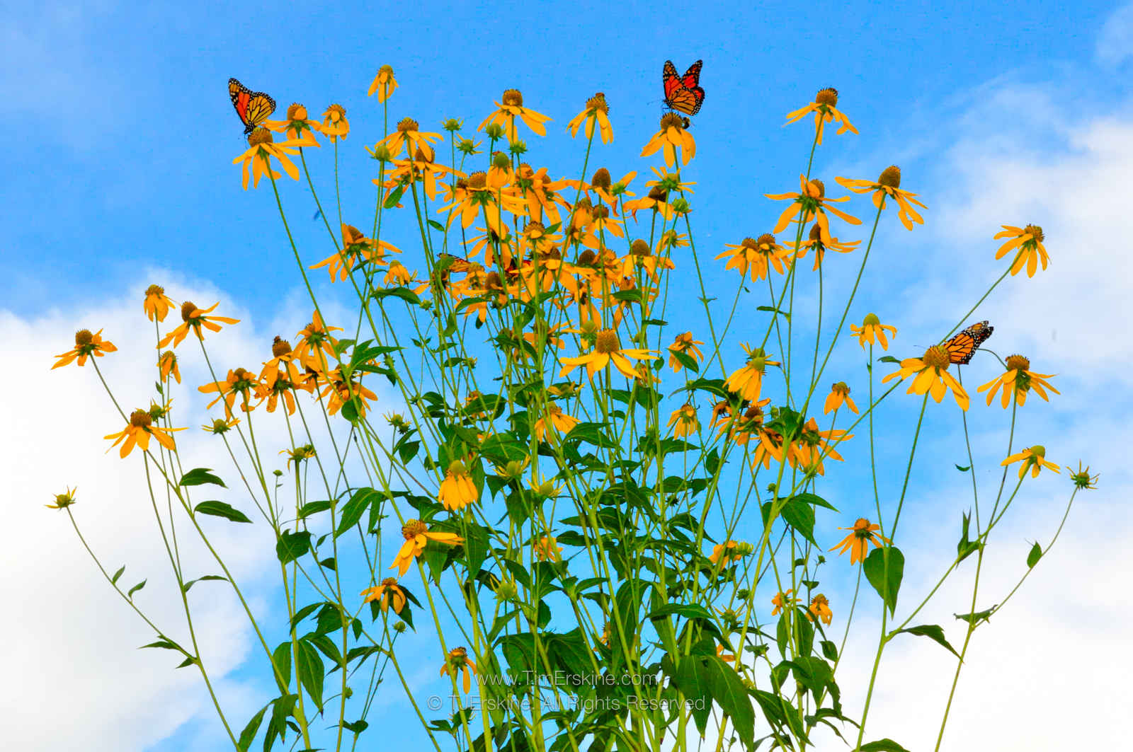 Monarchs on Green-headed Coneflowers