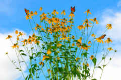 Monarchs on Green-headed Coneflowers