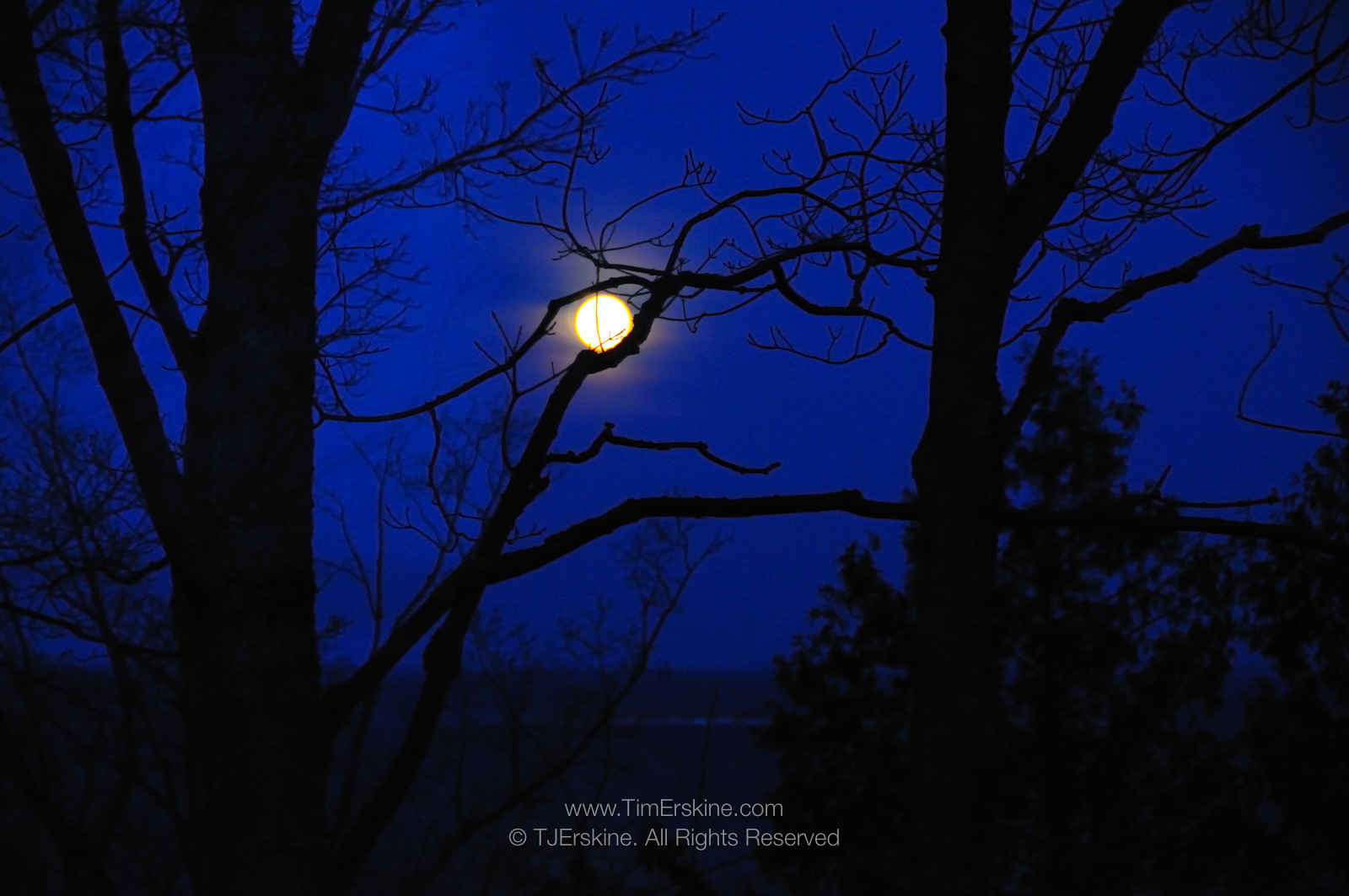 Moon Nested Tree Branch