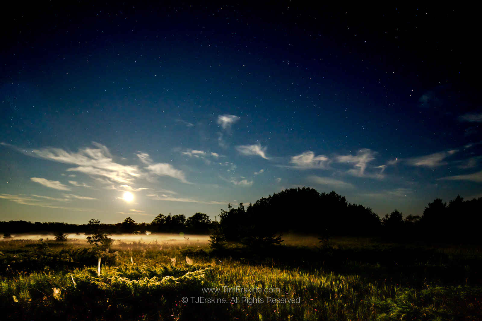 Moonrise Spider Webs