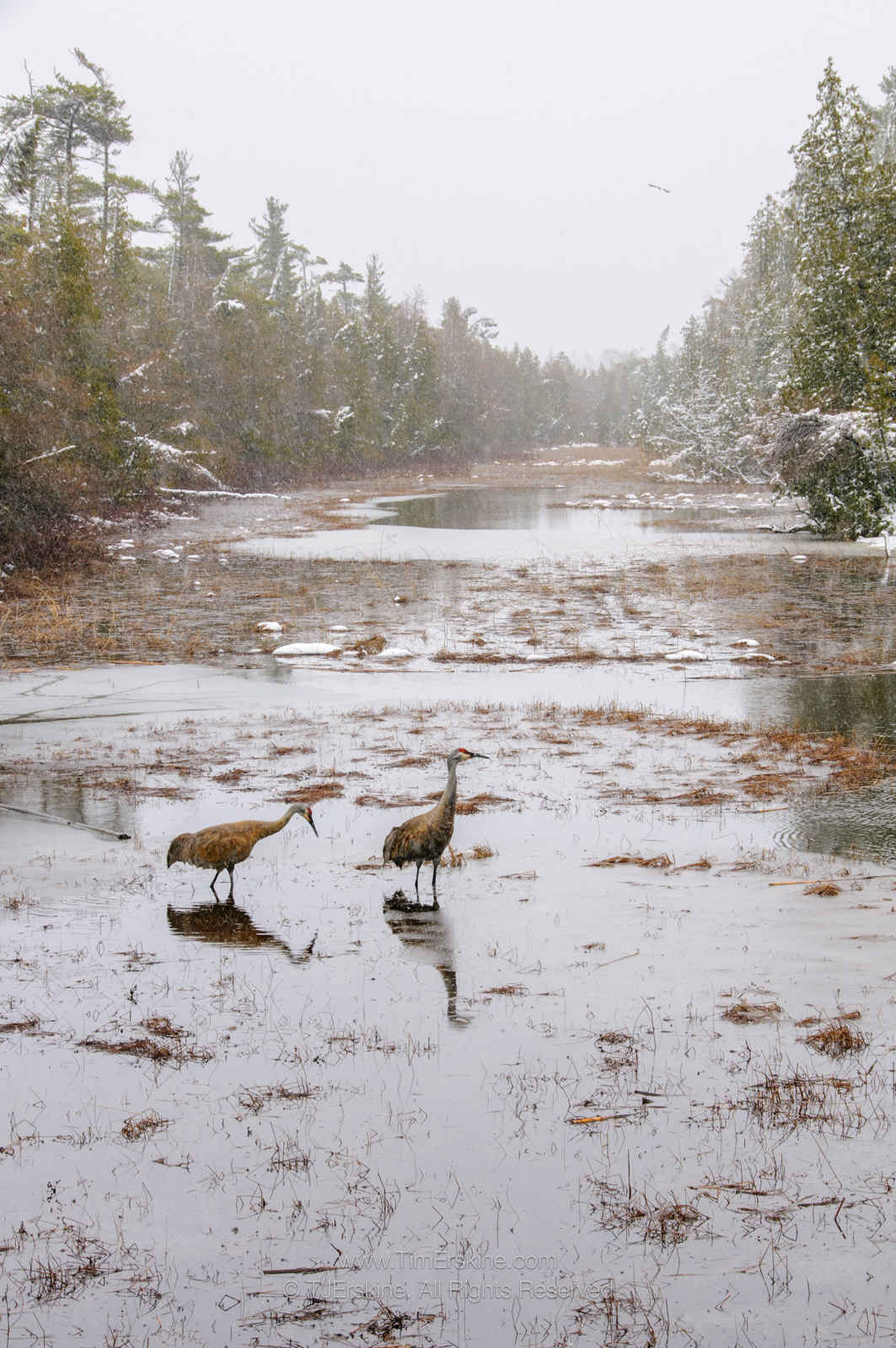 Ridges Sanctuary Snowstorm Sandhill Cranes