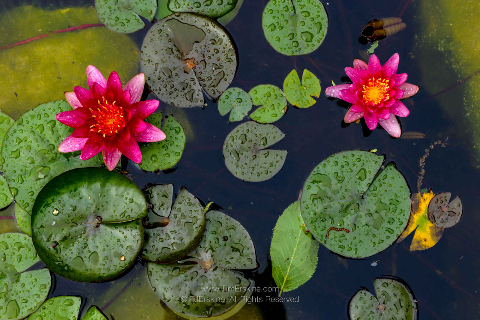 Two Water Lilies