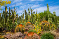 Cactus Under the Sea